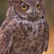 Great Horned Owl #6 Poster