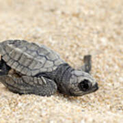 Olive Ridley Sea Turtle - Lepidochelys Olivacea #6 Poster