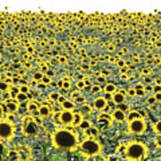 Sunflowers Mattituck New York #6 Poster