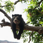 Spectacled Bears #7 Poster