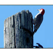 #8668 Woodpecker #8668 Poster
