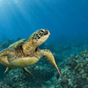 Green Sea Turtle #9 Poster