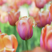 A Bed Of Tulips Is A Feast For The Eyes. Poster
