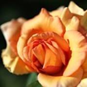 A Blushing Orange Rose Poster