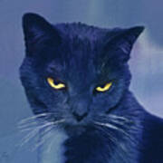 A Cat's Dark Night Poster