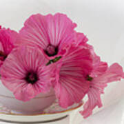 A Cup Of Pink Lavatera Flowers Poster