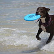 A Dog And Her Frisbee Poster