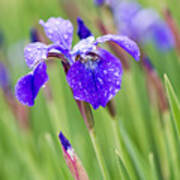 A Field Of Iris Poster