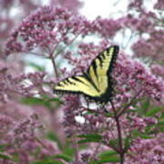 A Field Of Pink Poster