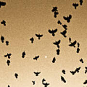 A Flight Of Grackles Circling The Moon Poster