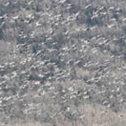 A Gathering Of Snow Geese Poster