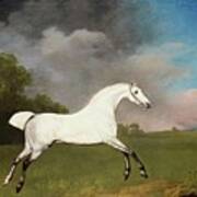 A Grey Horse Poster