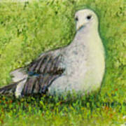 A Gull On The Grass Poster