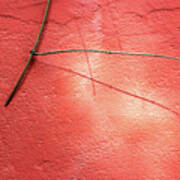 Low Hanging Twig Of A Plant Against A Red Wall Poster