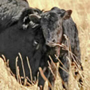 A Mother's Love Black Cow And Calf Poster