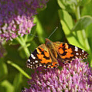 A Painted Lady Butterfly Poster