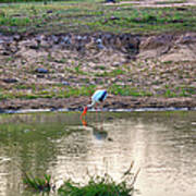 A Painted Stork Is Fishing In A Pond In The Yala Nationalpark Poster