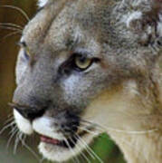 A Puma By Any Other Name -- Mountain Lion At Living Desert Zoo And Gardens, Palm Desert, California Poster