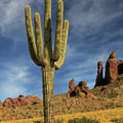 A Saguaro In Spring Poster