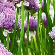 A Sea Of Clover With Purple Petals Poster