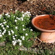 A Simple Birdbath Poster