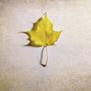 A Single Yellow Maple Leaf Poster
