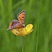 A Small Copper Butterfly (lycaena Poster