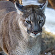 A Stunning Mountain Lion Poster