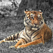 A Tiger Relaxing On A Cool Afternoon Ii Poster