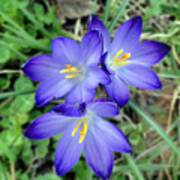 A Trio Of Crocuses Poster