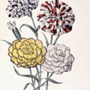 A Variety Of Carnations Poster