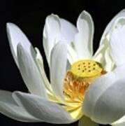 A White Lotus Poster