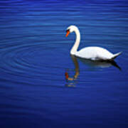 A White Swan In The Lake Poster