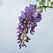 A Wisp Of Wisteria Poster
