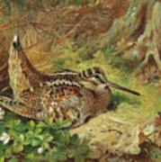 A Woodcock And Chicks Poster