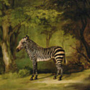 A Zebra Poster