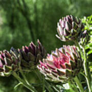 Abundance Of Artichokes Poster