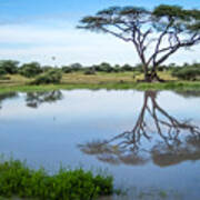 Acacia Tree Reflection Poster