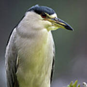 Adult Black Crowned Night Heron - Nycticorax Nycticorax Poster