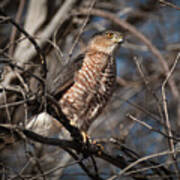 Adult Coopers Hawk Poster