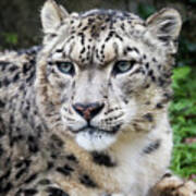 Adult Snow Leopard Portrait Poster