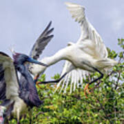Aerial Battle Between Tricolored Heron And Snowy Egret Poster