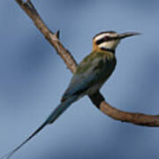 African Bee Eater Poster