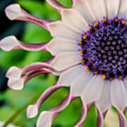 African Daisy Squared Poster
