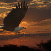 African Fish Eagle At Sunset Poster