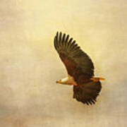 African Fish Eagle Poster