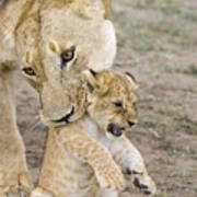 African Lion Mother Picking Up Cub Poster