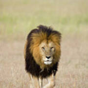 African Lion Panthera Leo Male, Masai Poster