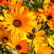African Orange And Yellow Daisies Poster