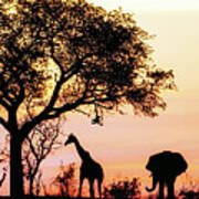 African Safari Silhouette Banner Poster